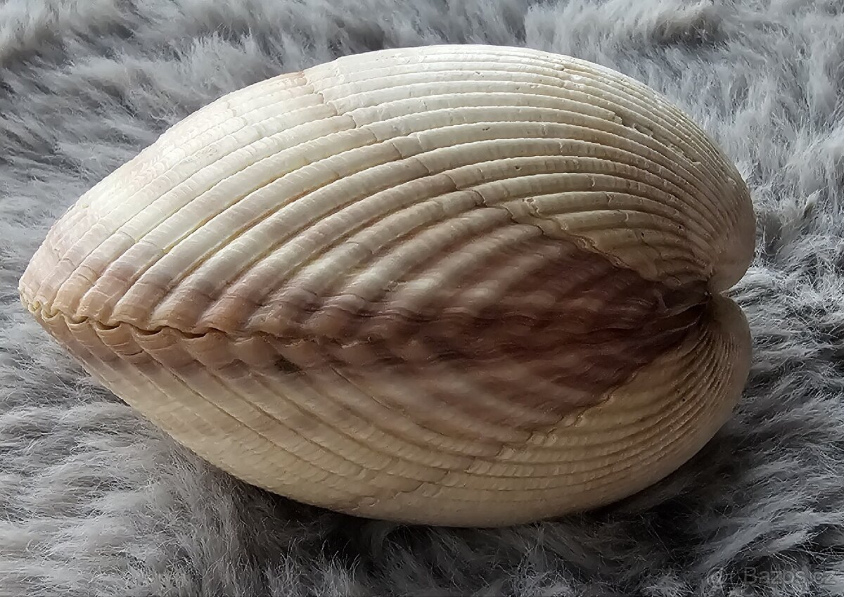 mušle Srdcovka (10 cm) - 4