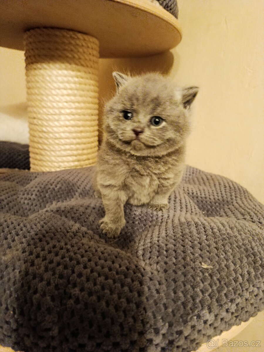 Britská krátkosrstá modrá s PP - 4