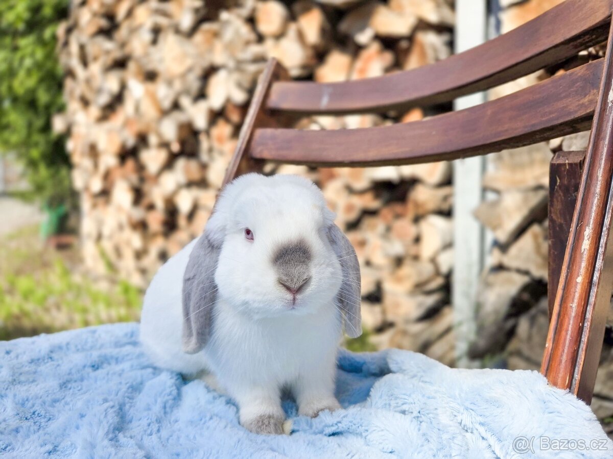 Zakrslý králíčci - 4
