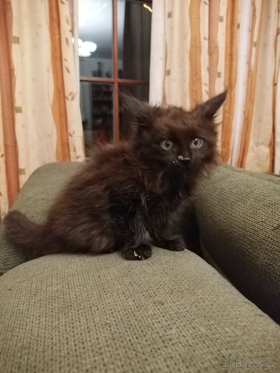 Mainská mývalí koťátka - 4