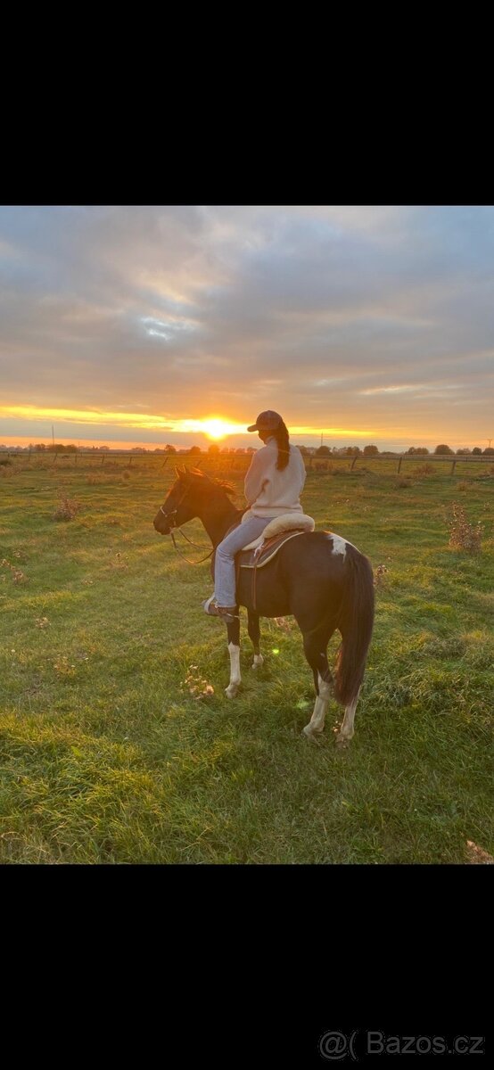 Predam krasneho valacha - 4