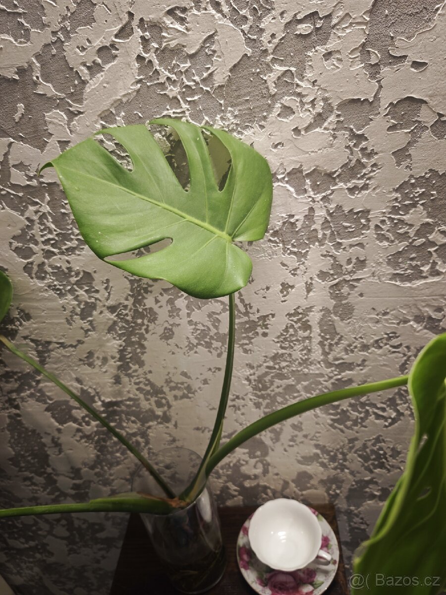 Monstera Deliciosa - 4