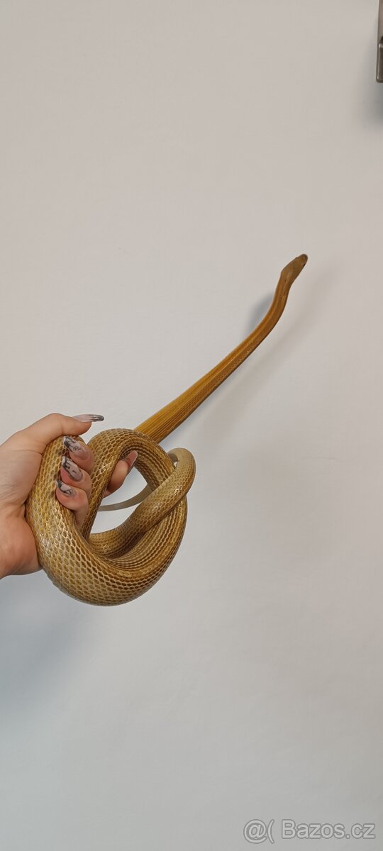 Užovka červená - 4