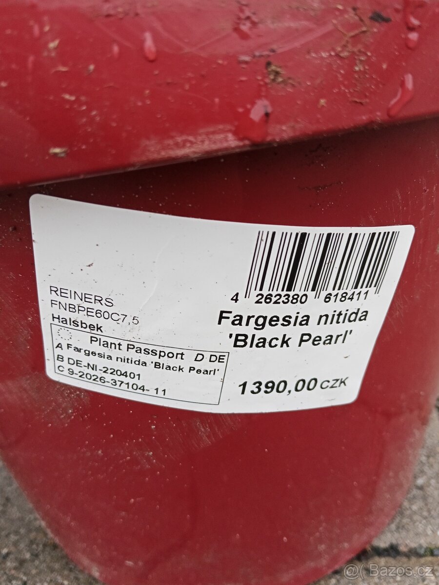 Fargesia nitida Black Pearl Bambus - 4