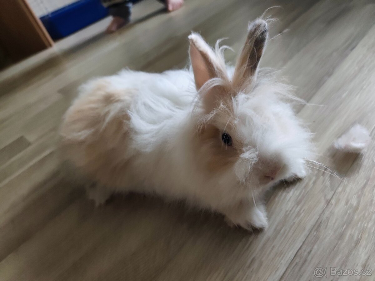 Zakrslí králík - 4