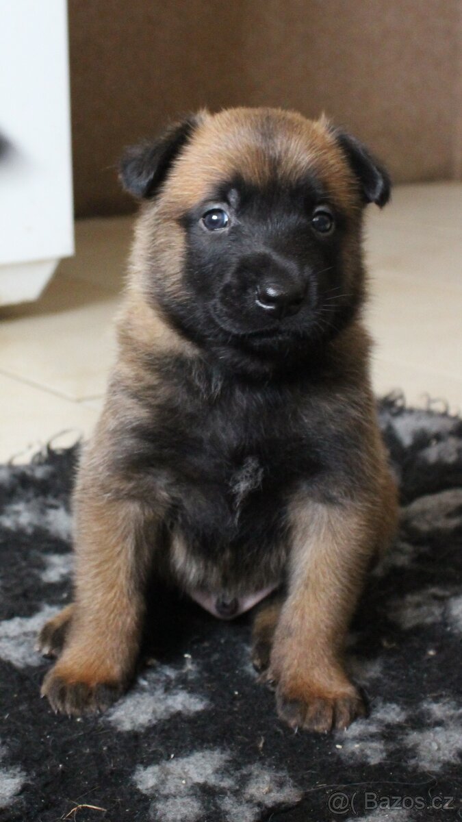 Belgický ovčák malinois s PP - 4