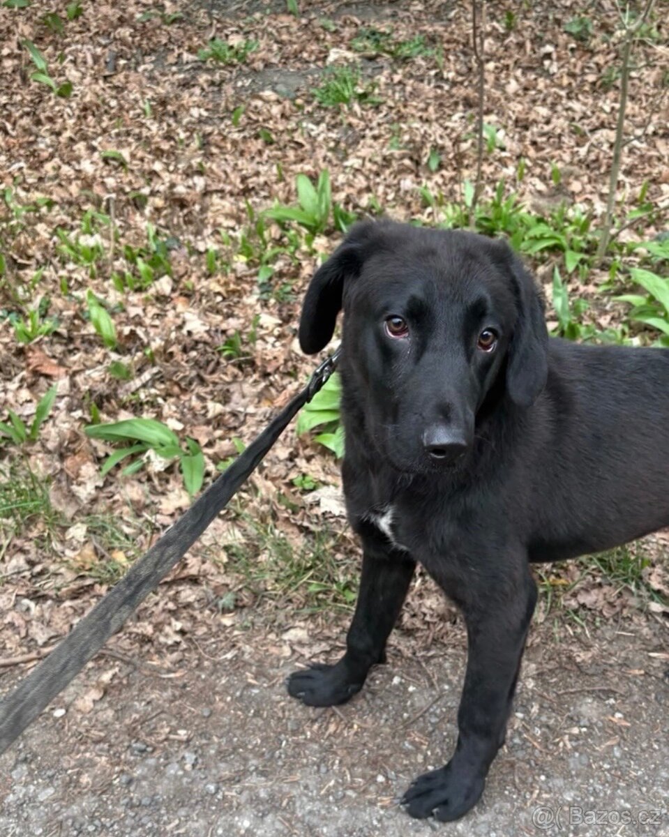 Daruji štěně - 4