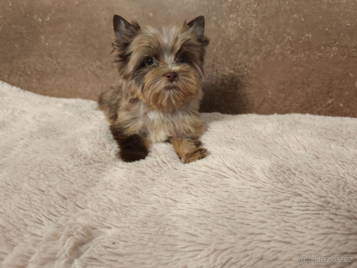 Jorkširský teriér štěňátka s pp - 4