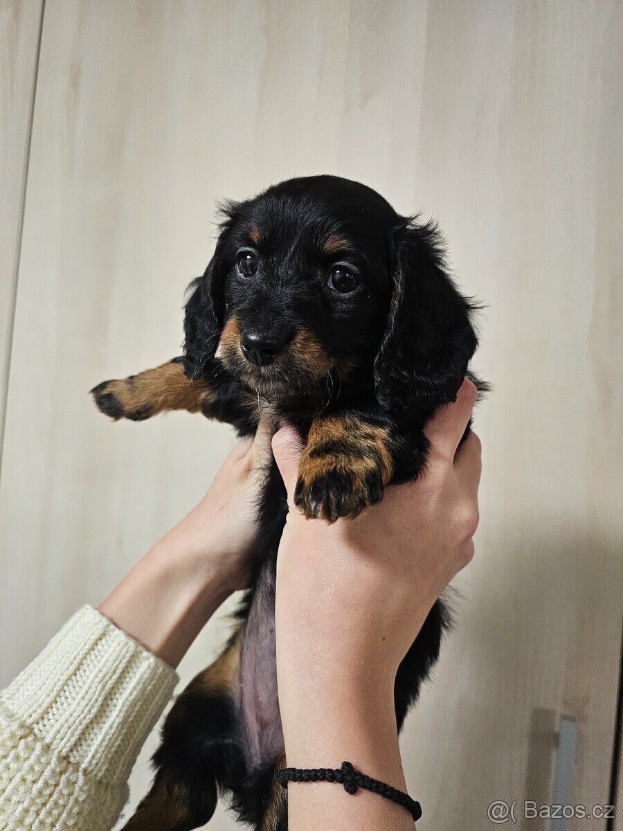 Jezevčík štěně - 4