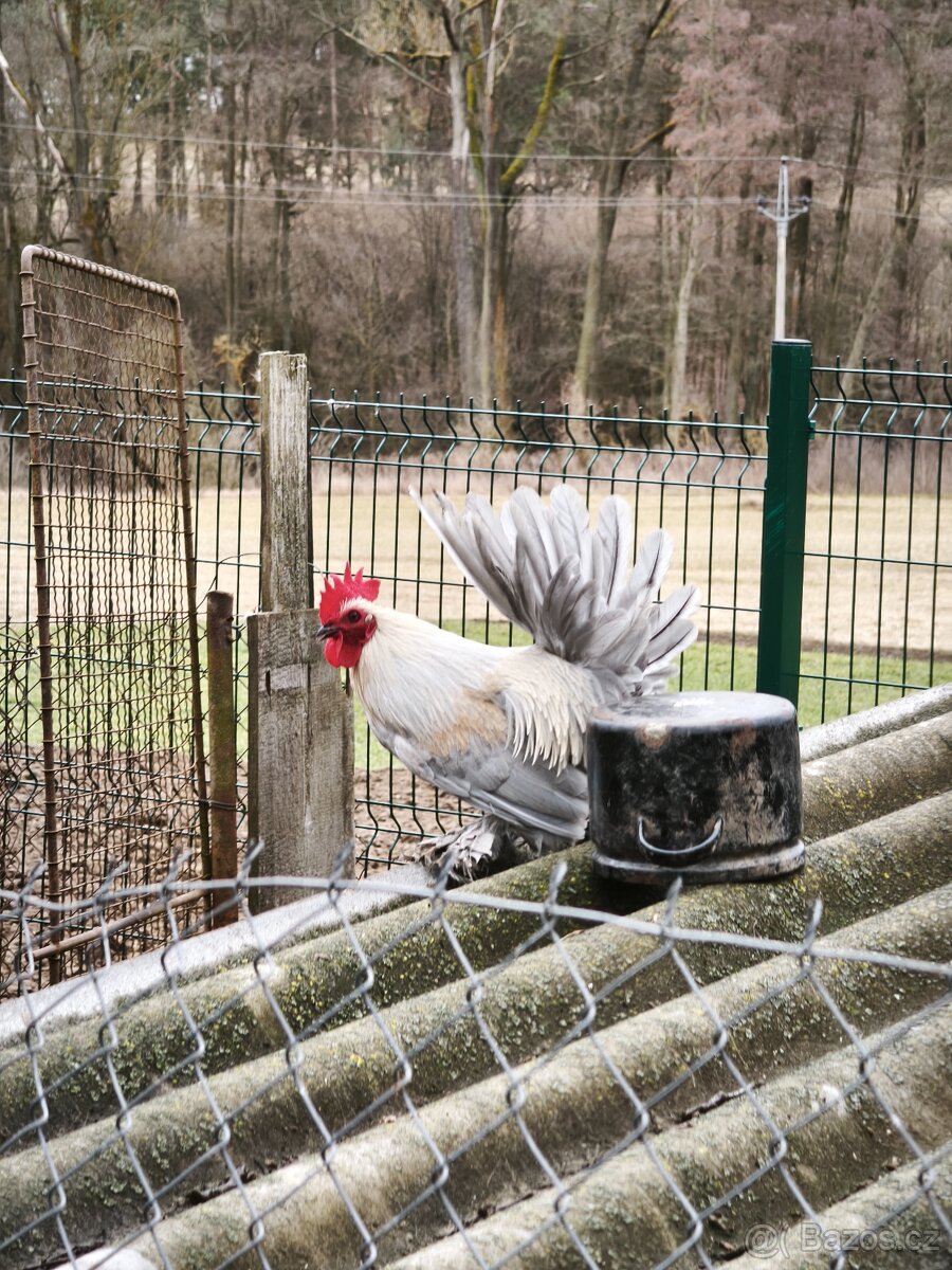 Zakrslí kohouti - 4