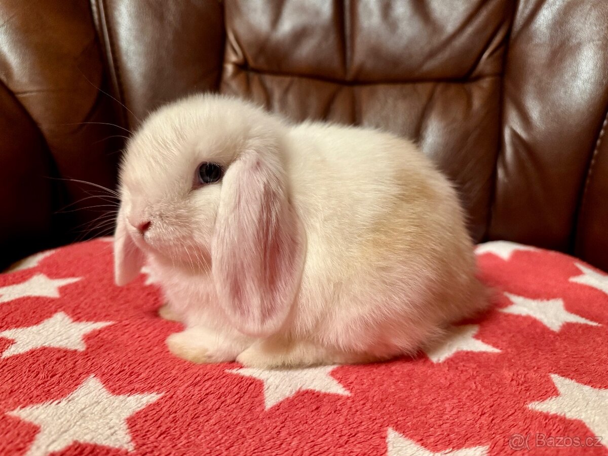 Elliot a Ellie - zakrslí beránci/minilop - 4