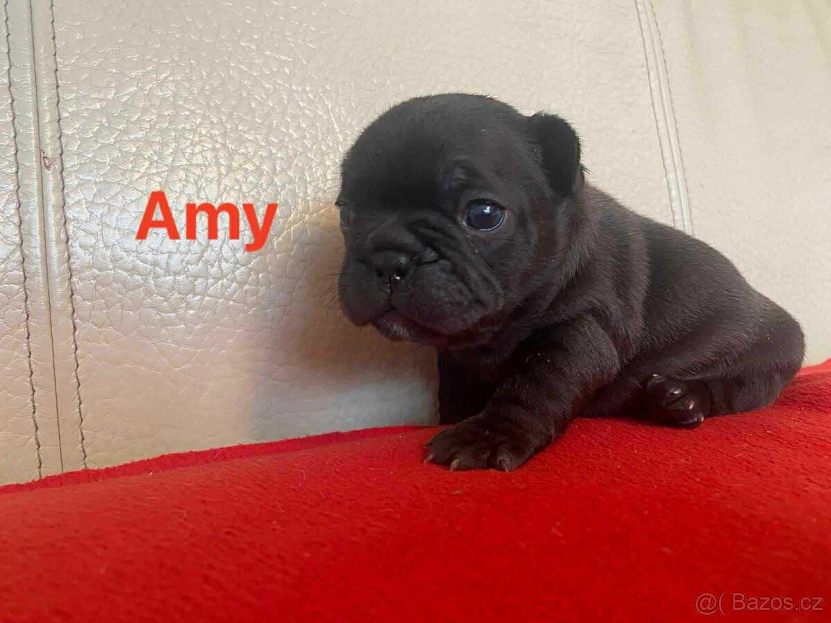 Štěňata francouzského buldočka - 4