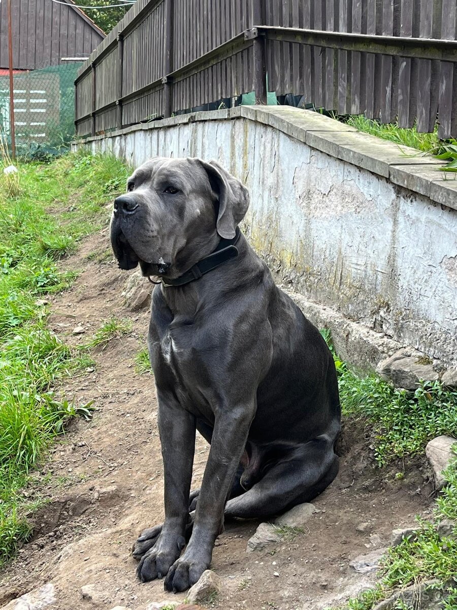 Cane Corso – fenečka s PP | k prodeji - 4