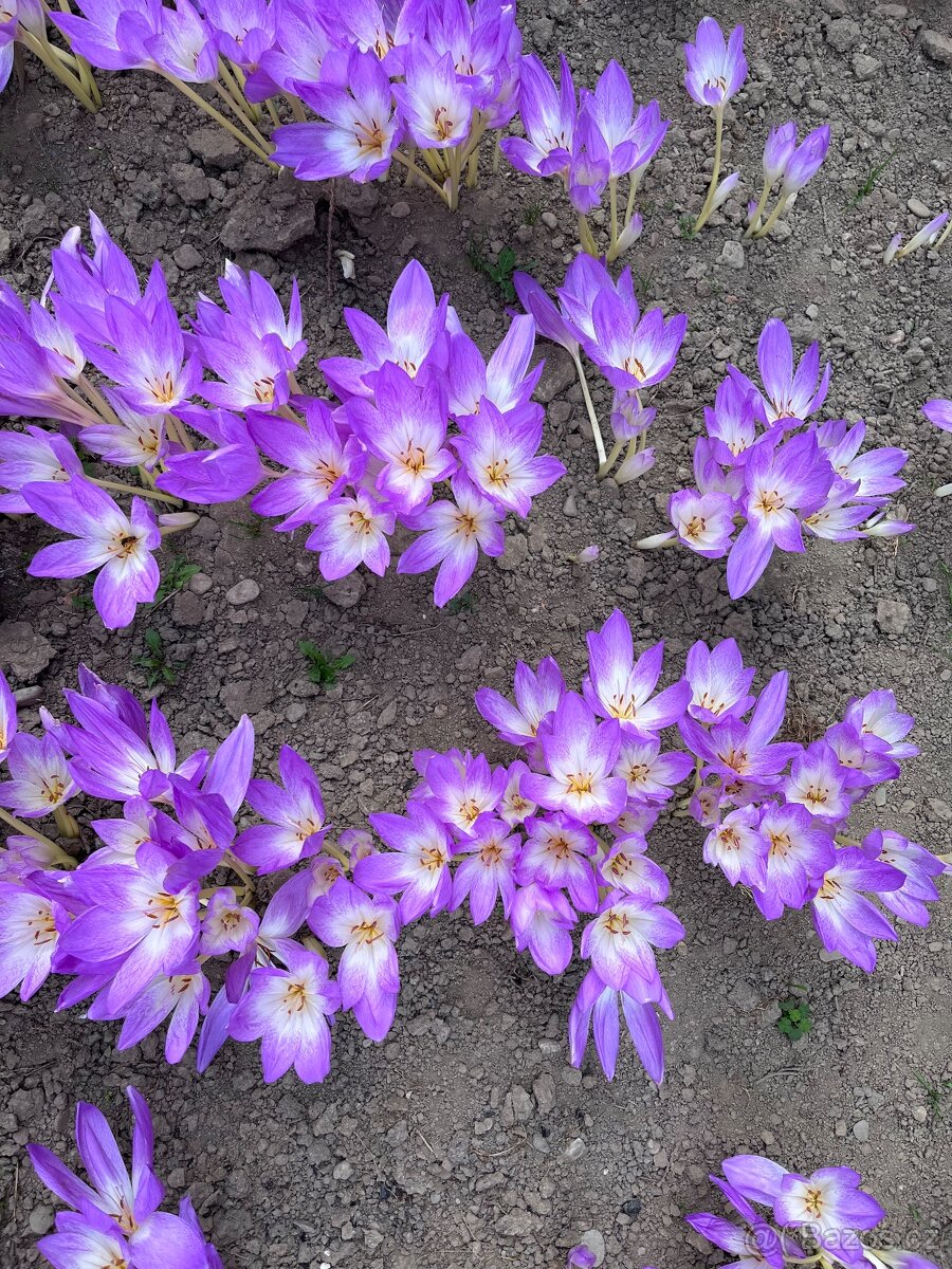 Prodám cibule kytky Ocún - 4