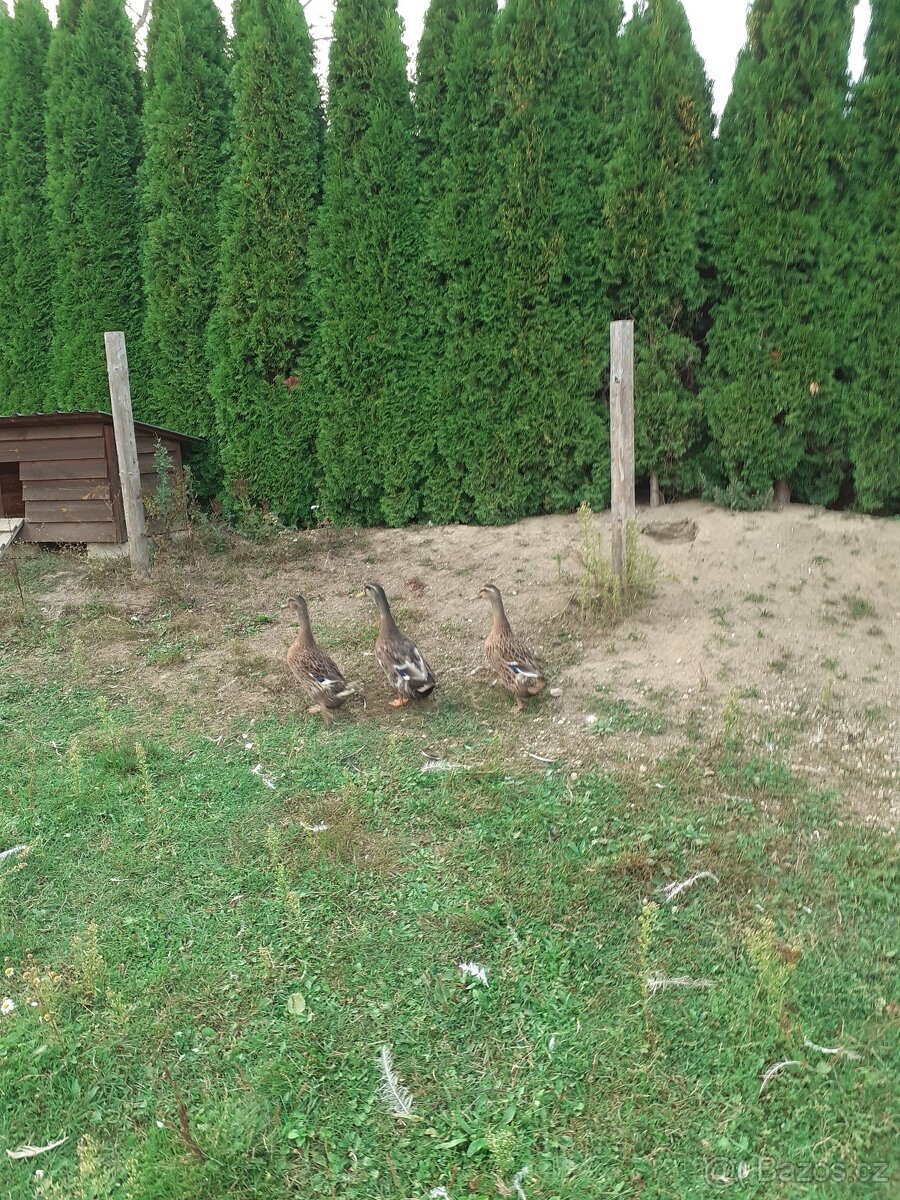 Prodám dvouletý kmen kachen. - 4