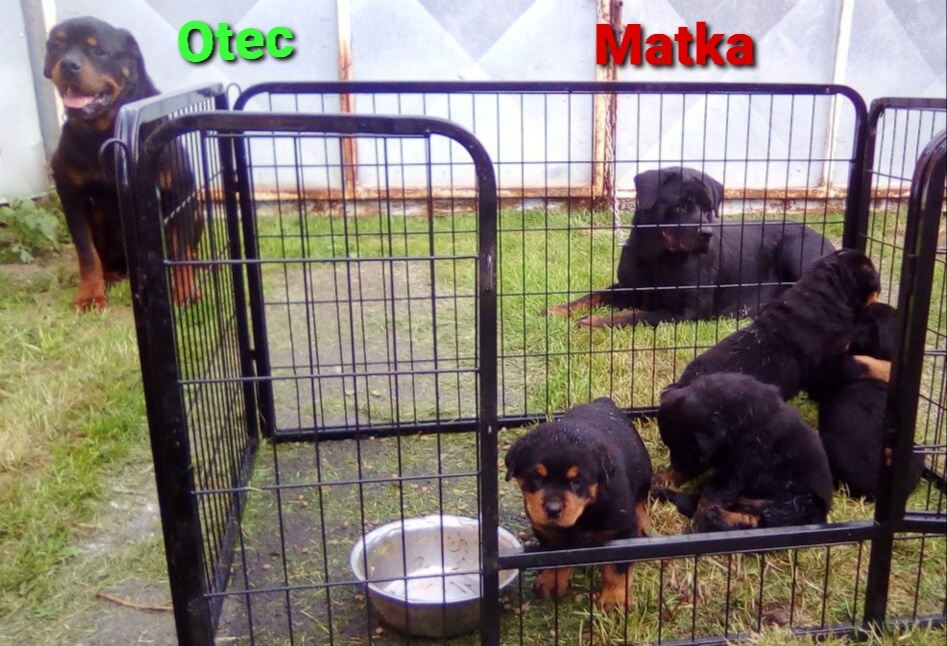 Rotvajler štěně bez pp - 4