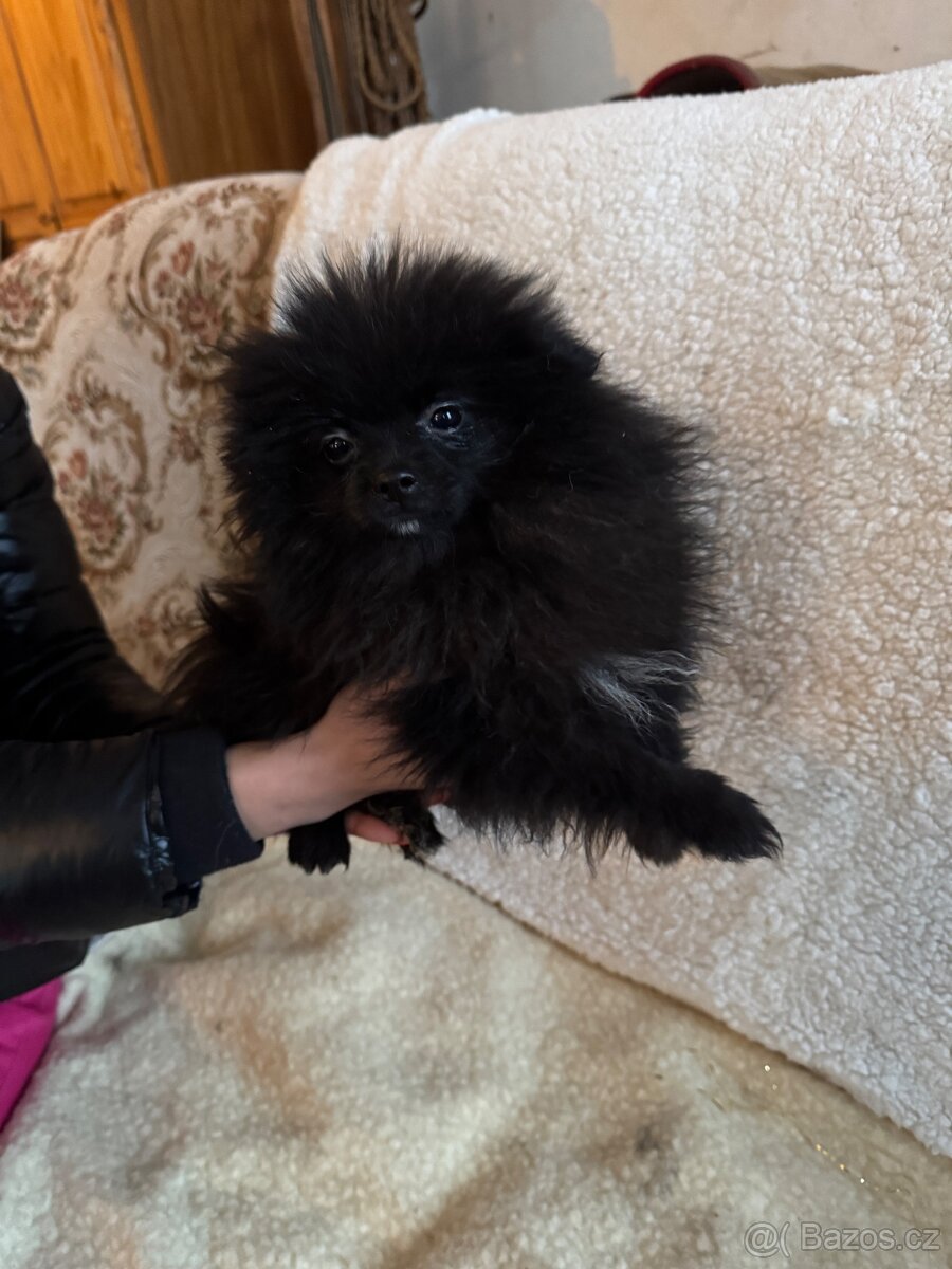 Pomeranian stenata s PP - 4