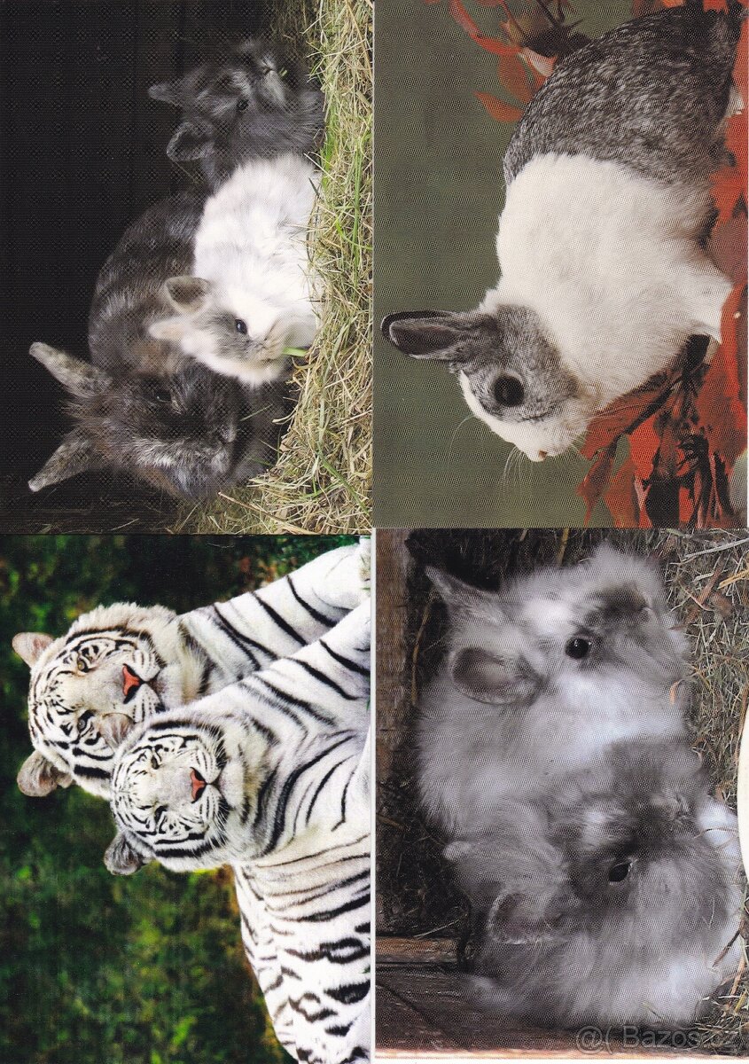 pohledy zvířat - 4