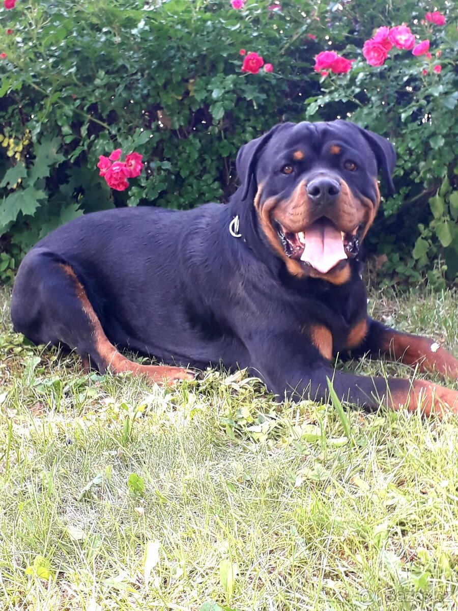 Rotweiler pes bez pp na kryti - 4