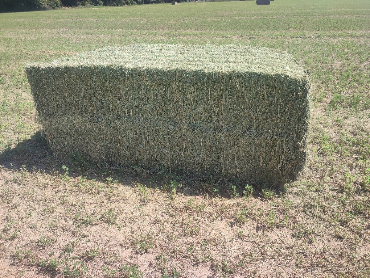 Vojtěška / Vojtěškové seno - 4