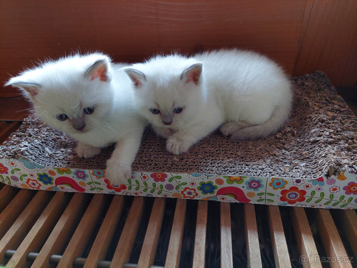 Koťátka – britská kočka – colorpoint - 4