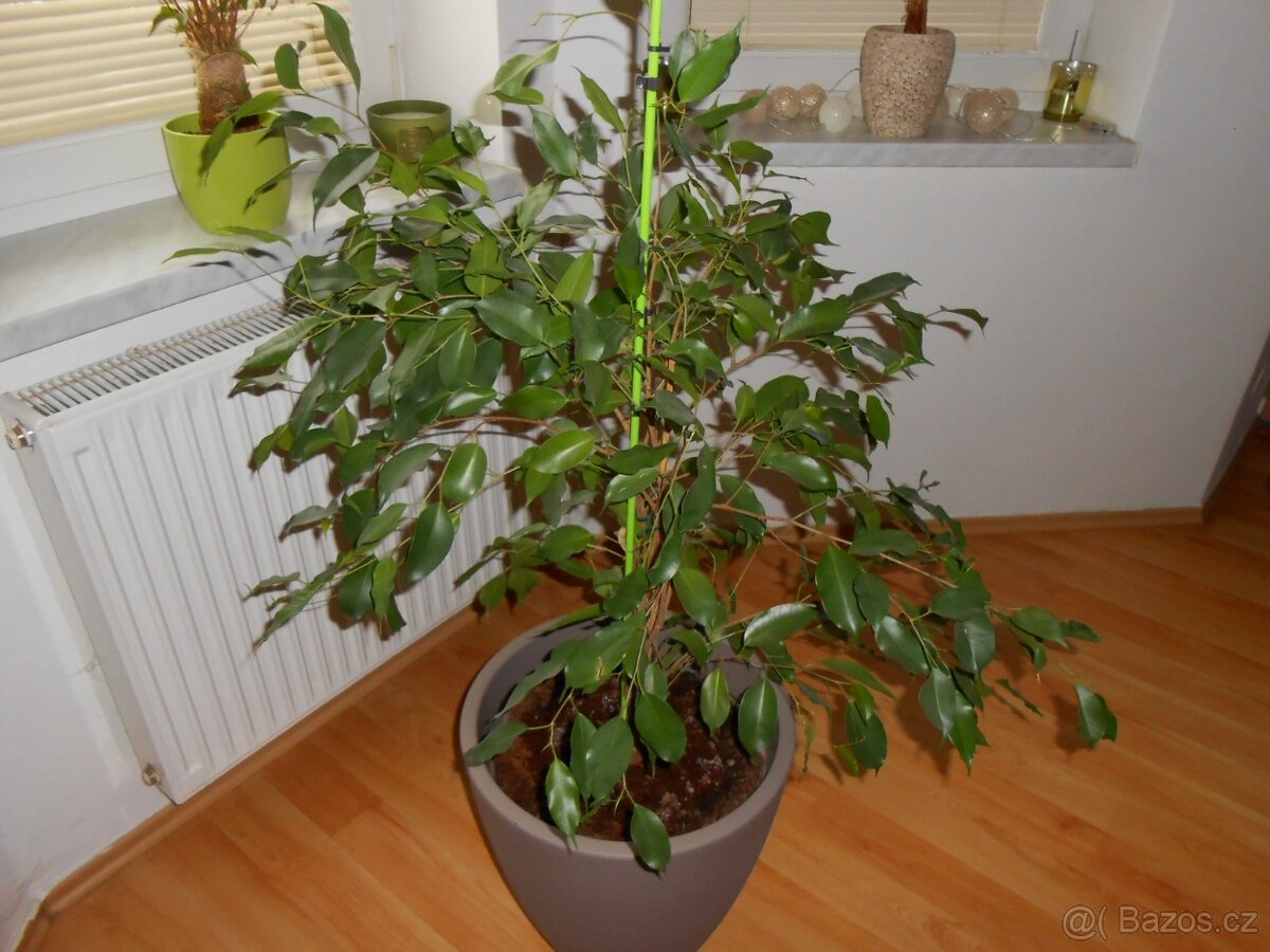 Fíkus - Ficus benjamina - 4