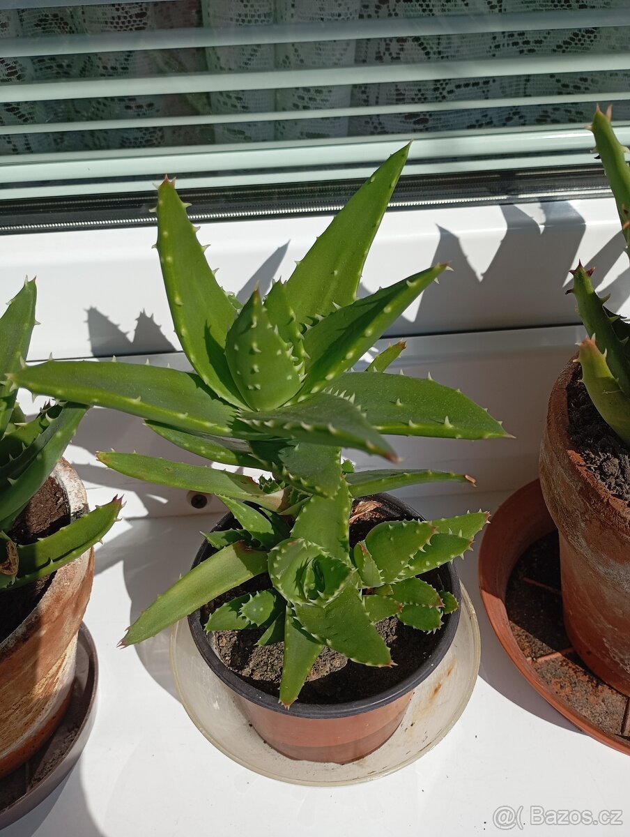 Aloe - 4