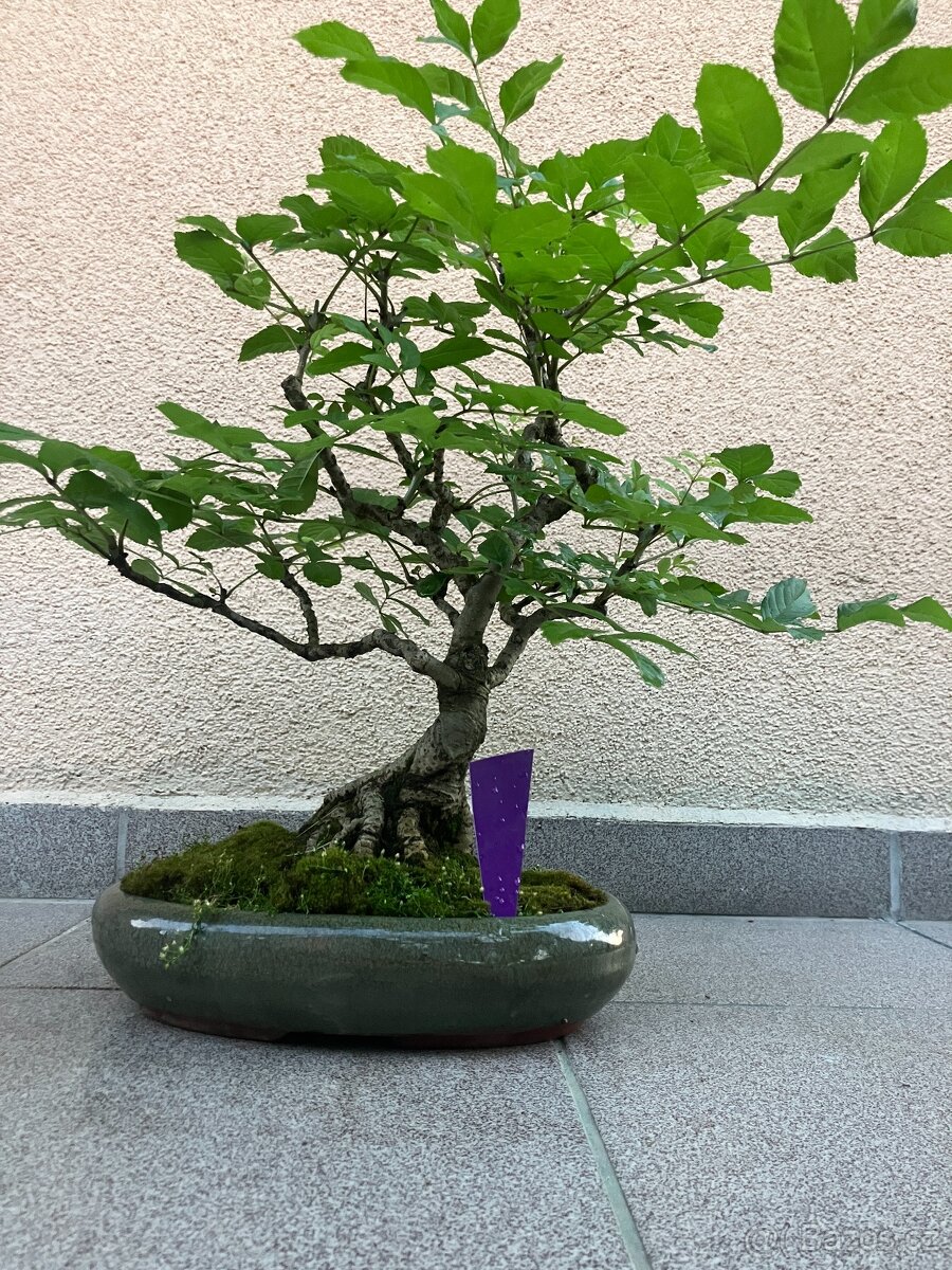Bonsai, Bonsaj, jasan ztepilý - 4