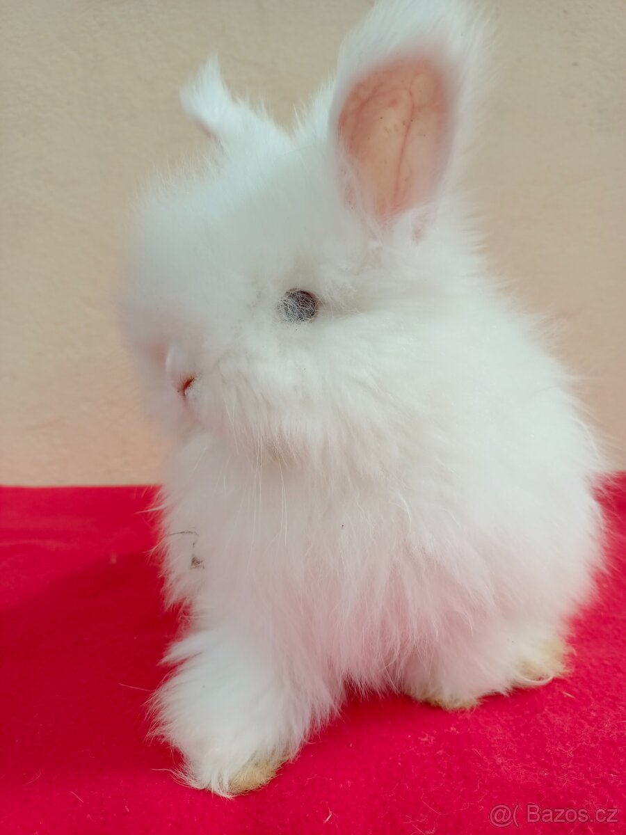 Anglická angora - 4