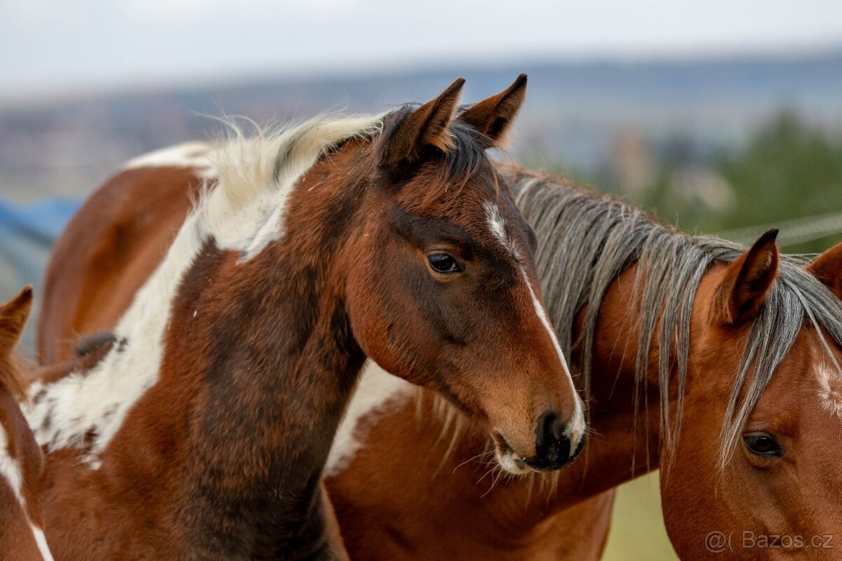 Letošní paint horse klisnička - 4