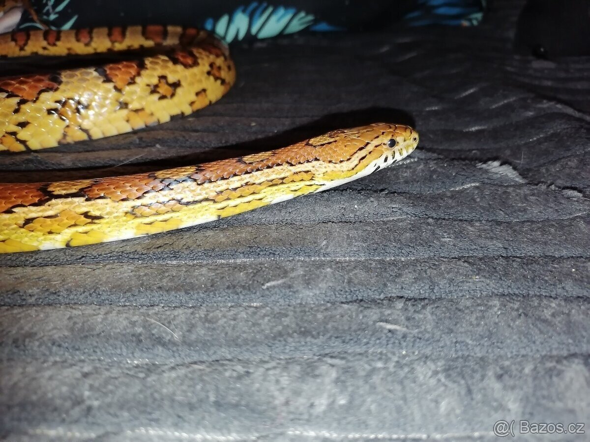 Užovka červená - 4