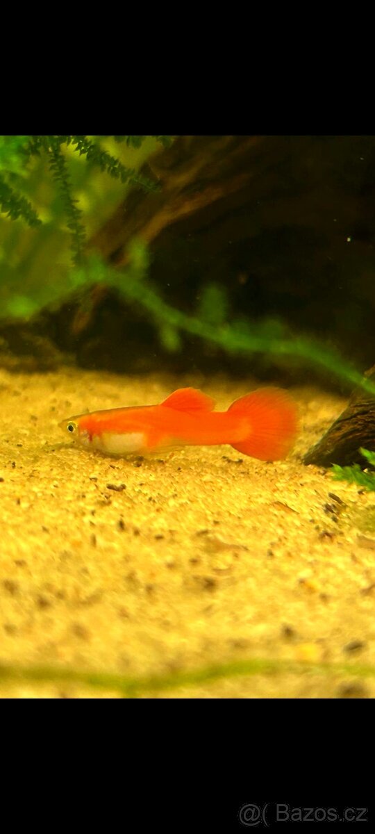 Paví očka,krevetky - 4