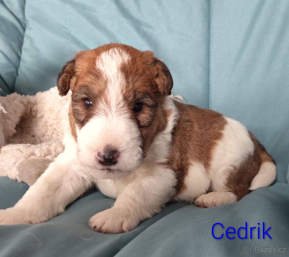 Foxteriér drsnosrstý s PP - 4