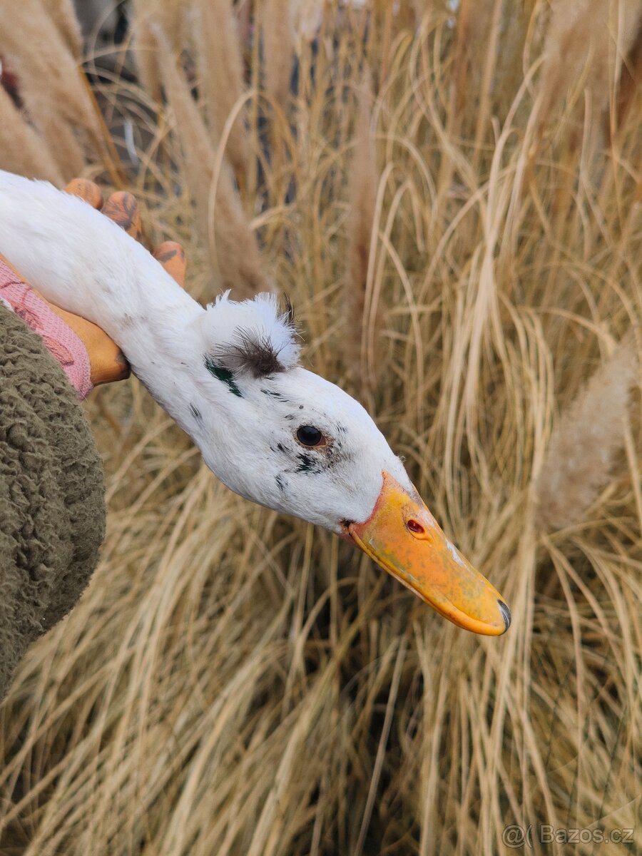 Indický běžec - 4