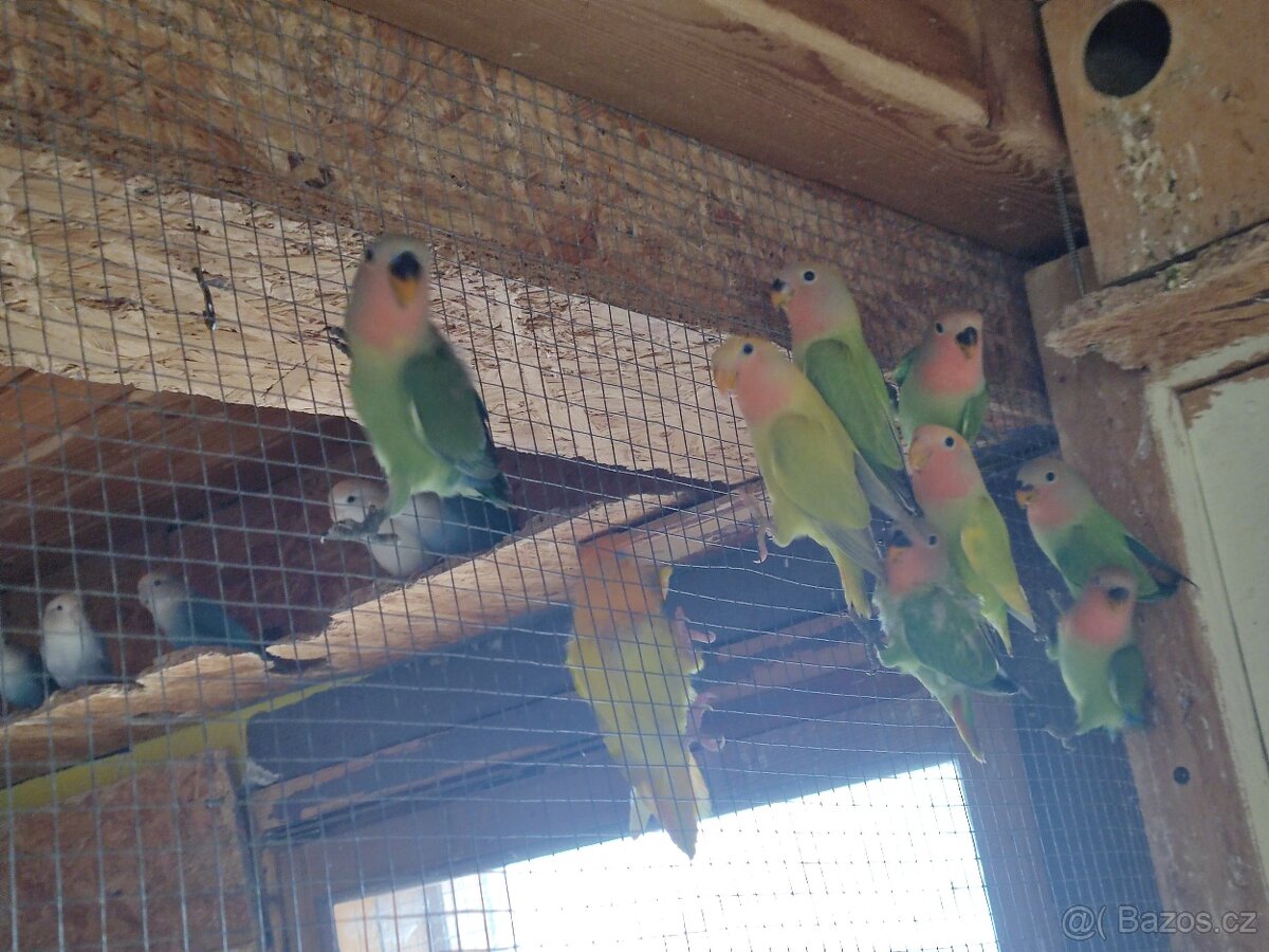 Agapornis růžohrdlý - 4