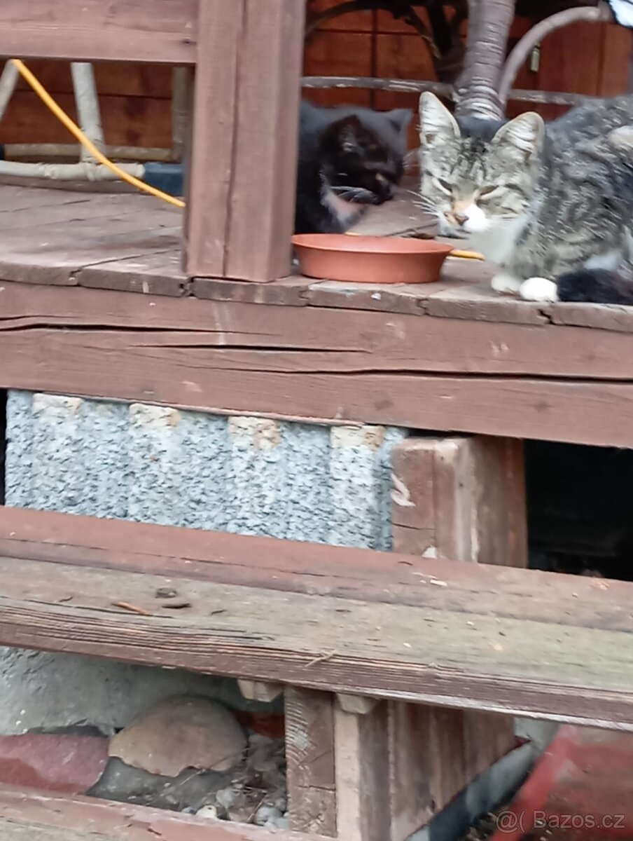 Daruji koťátka - 4