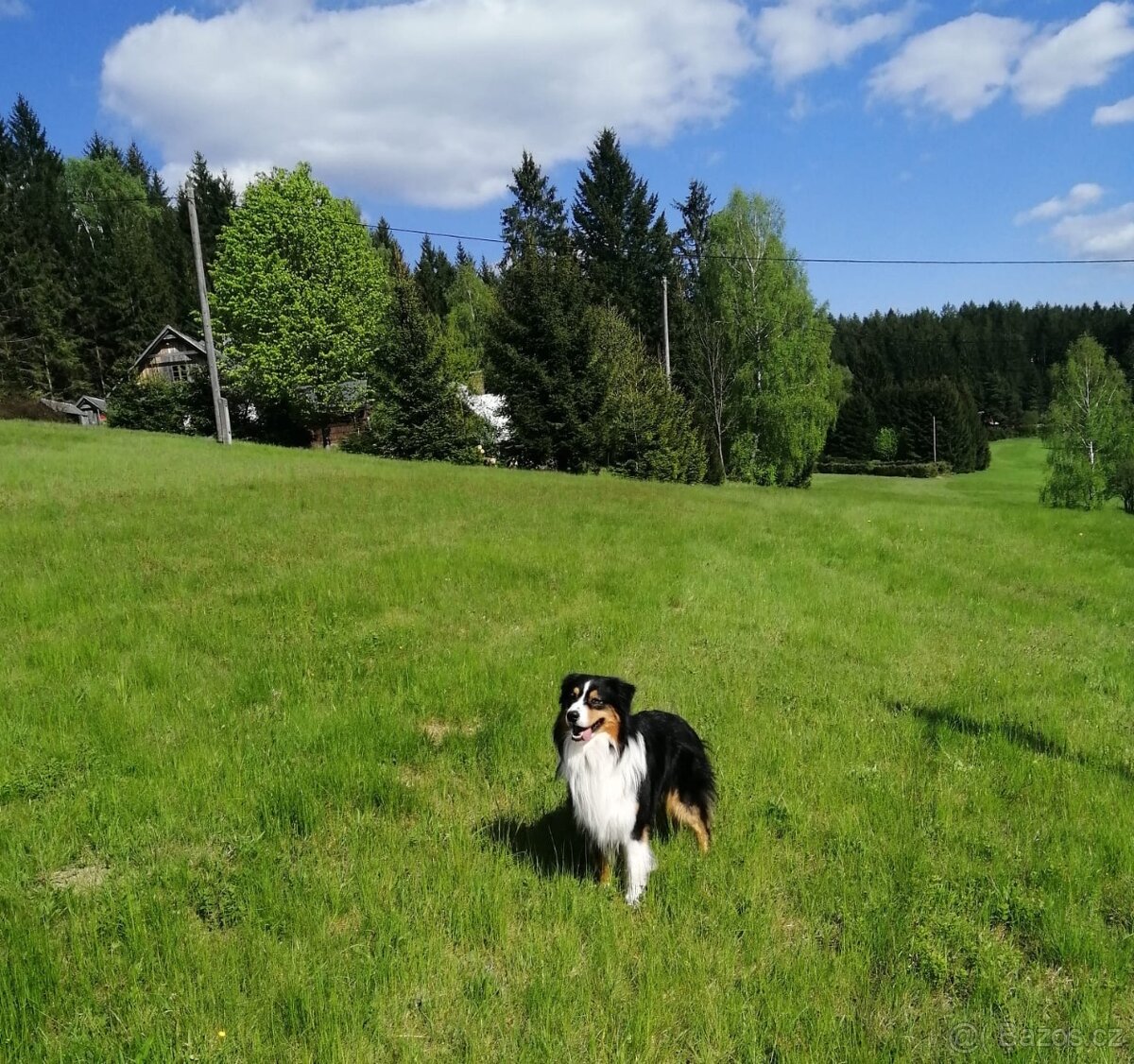 Australský ovčák krytí - 4