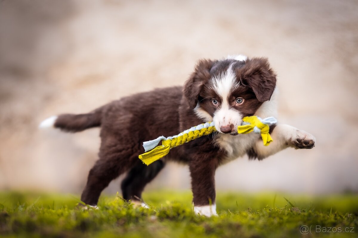 Štěně Border kolie s PP - 4