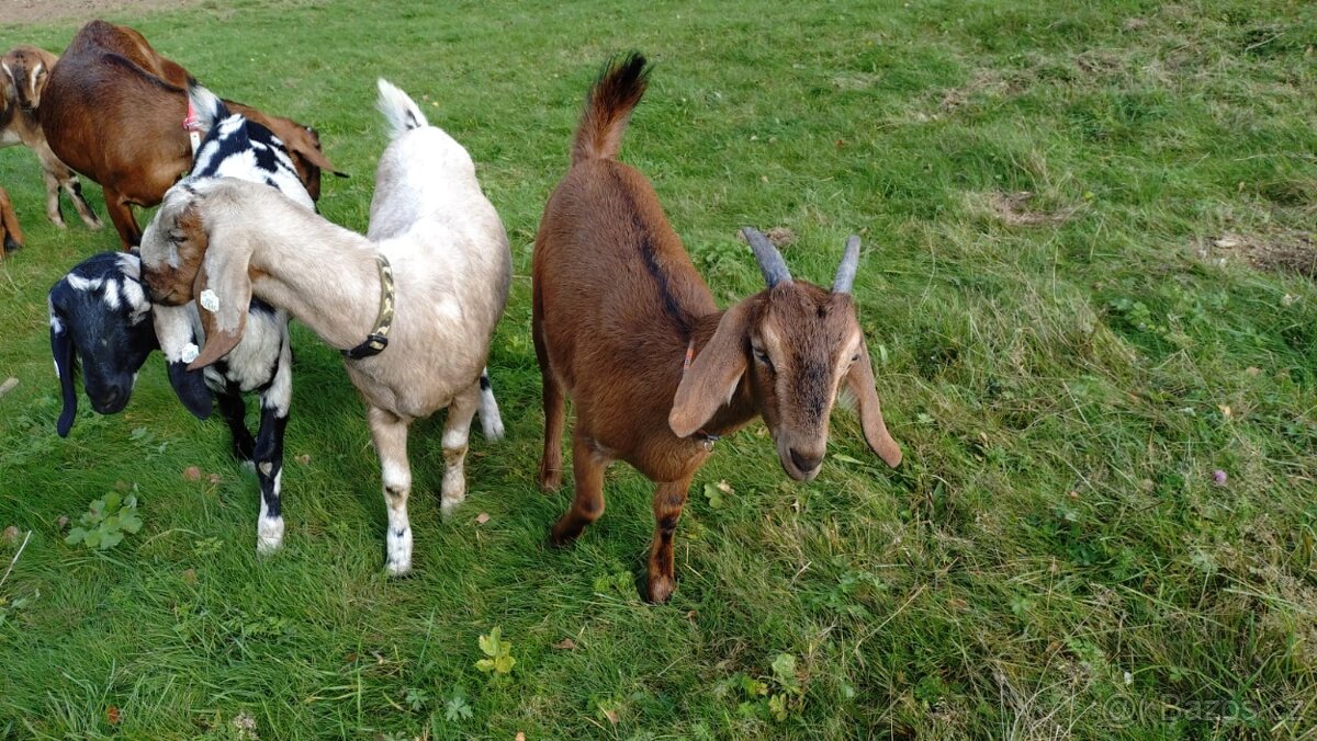 Anglinubijske kozičky - 4