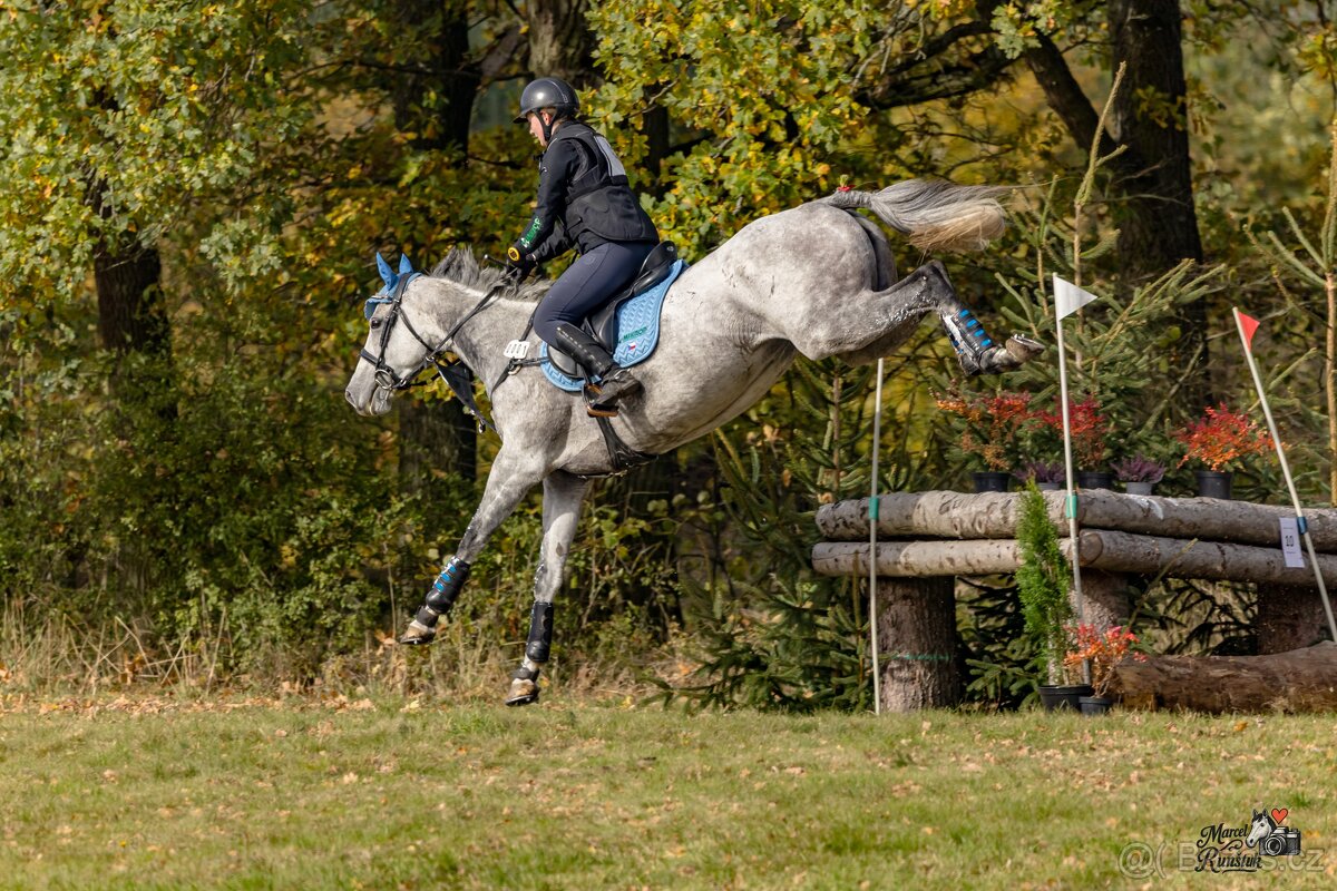8 letá klisna do sportu - 4