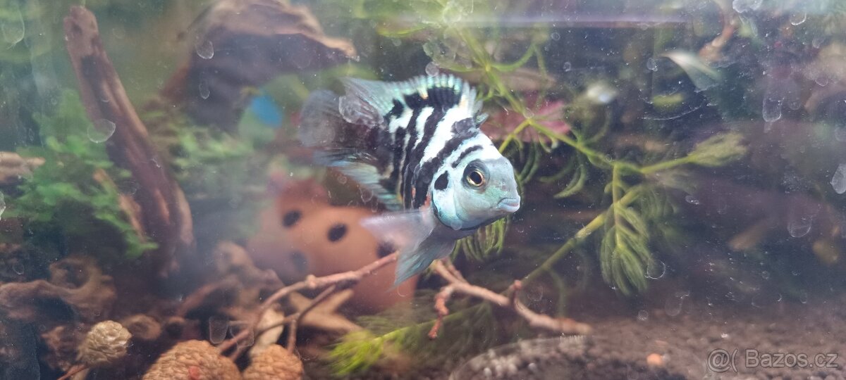 Akara cichlida papuščí endlerky krevetky - 4