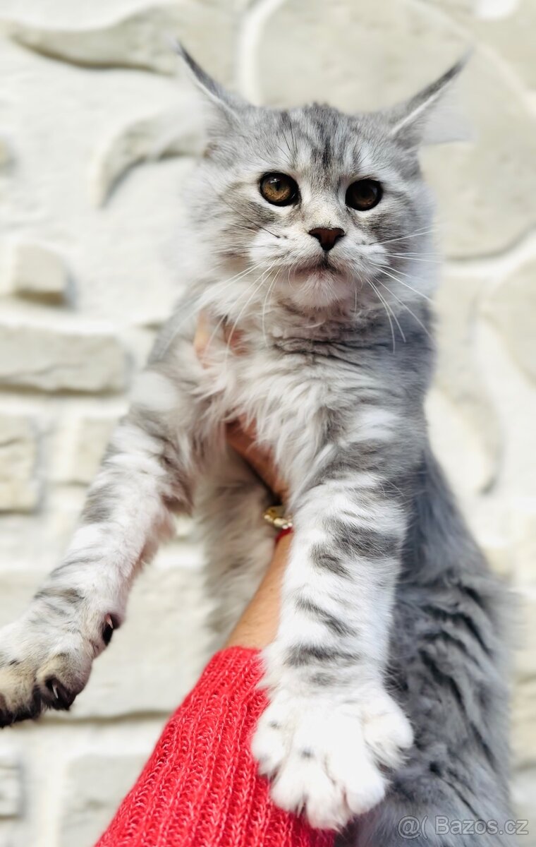 Koťátka s PP Maine Coon Mainská Mývalí - 4