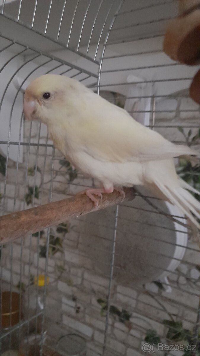 Kakariki a korela - 4