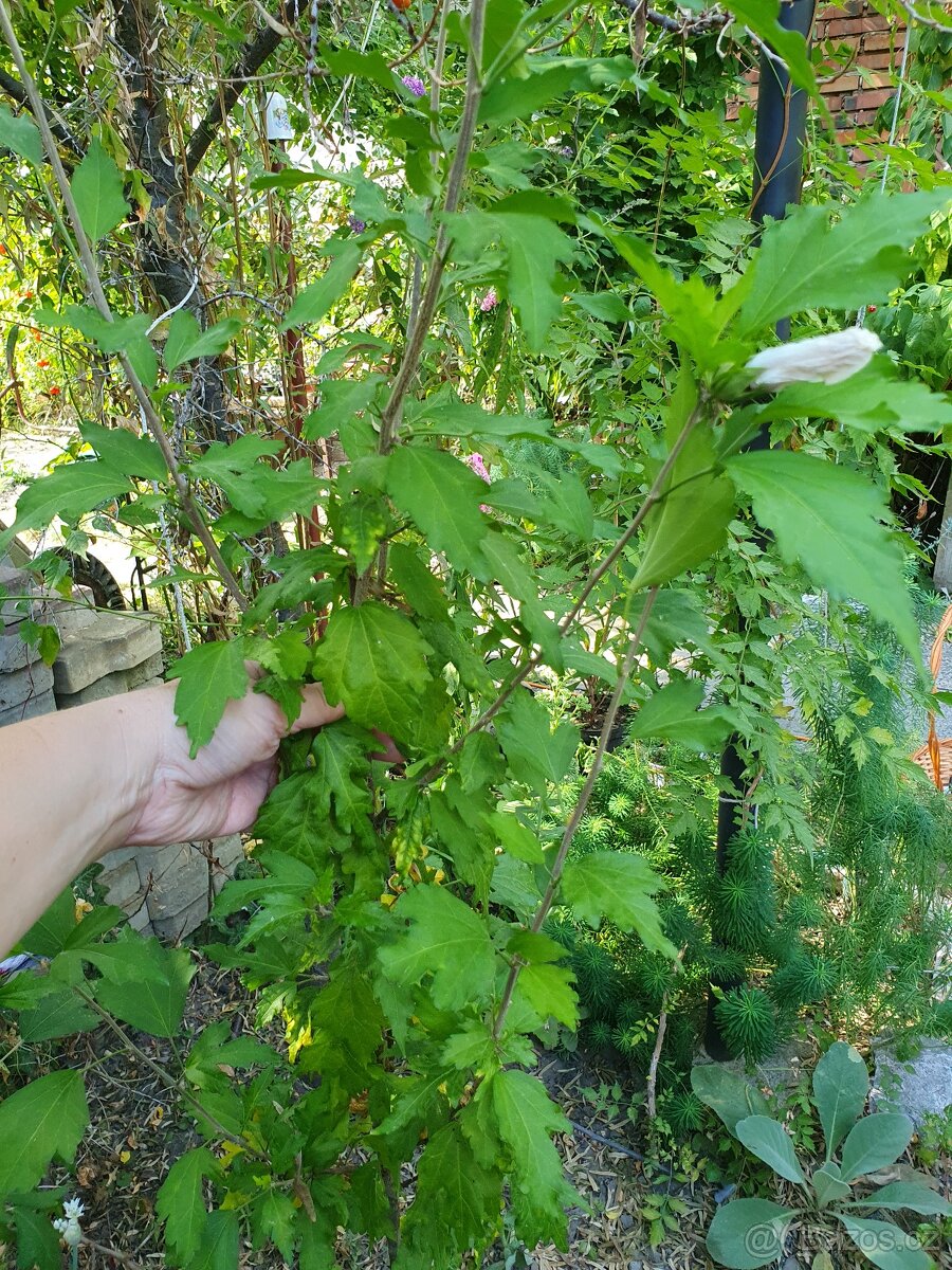 Ibišek syrský bílý - 4