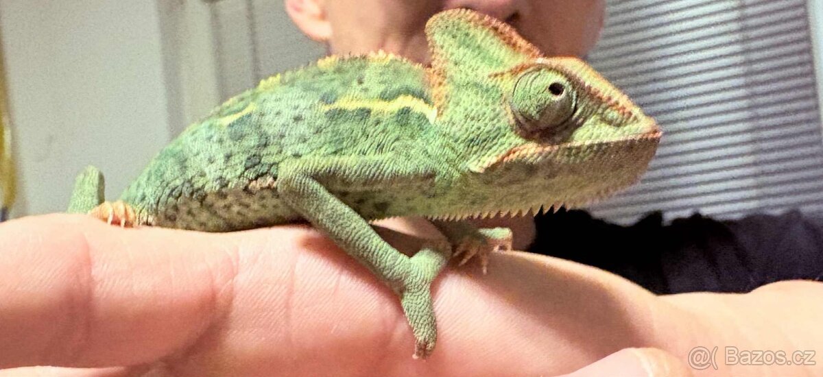 Prodám Agamu a chameleona - 4