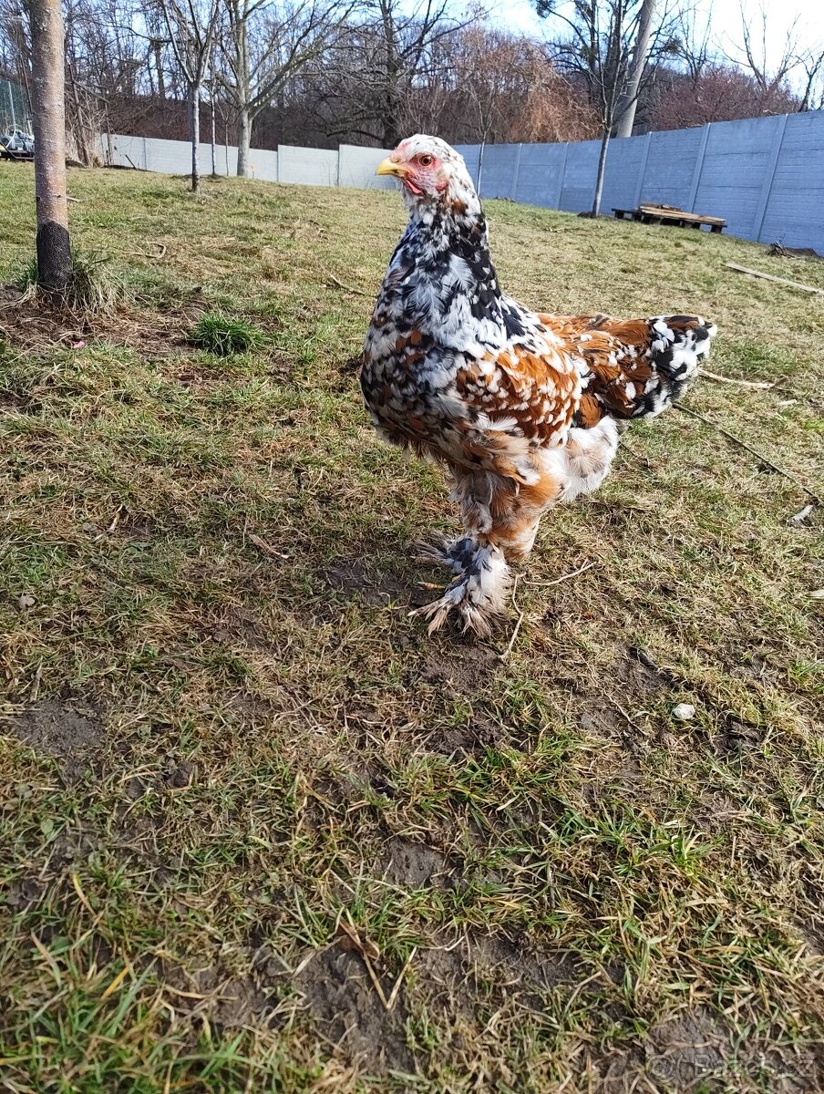 Brahmánka velká - porcelán - 4