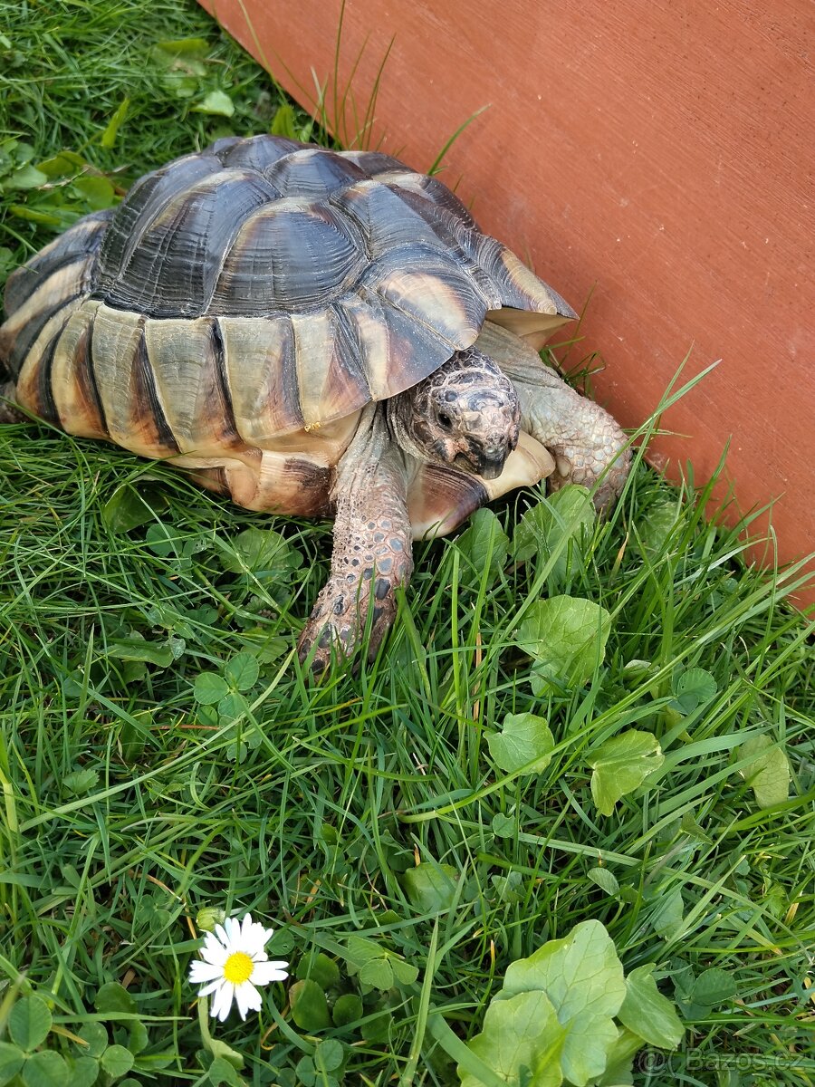 Želva - 4