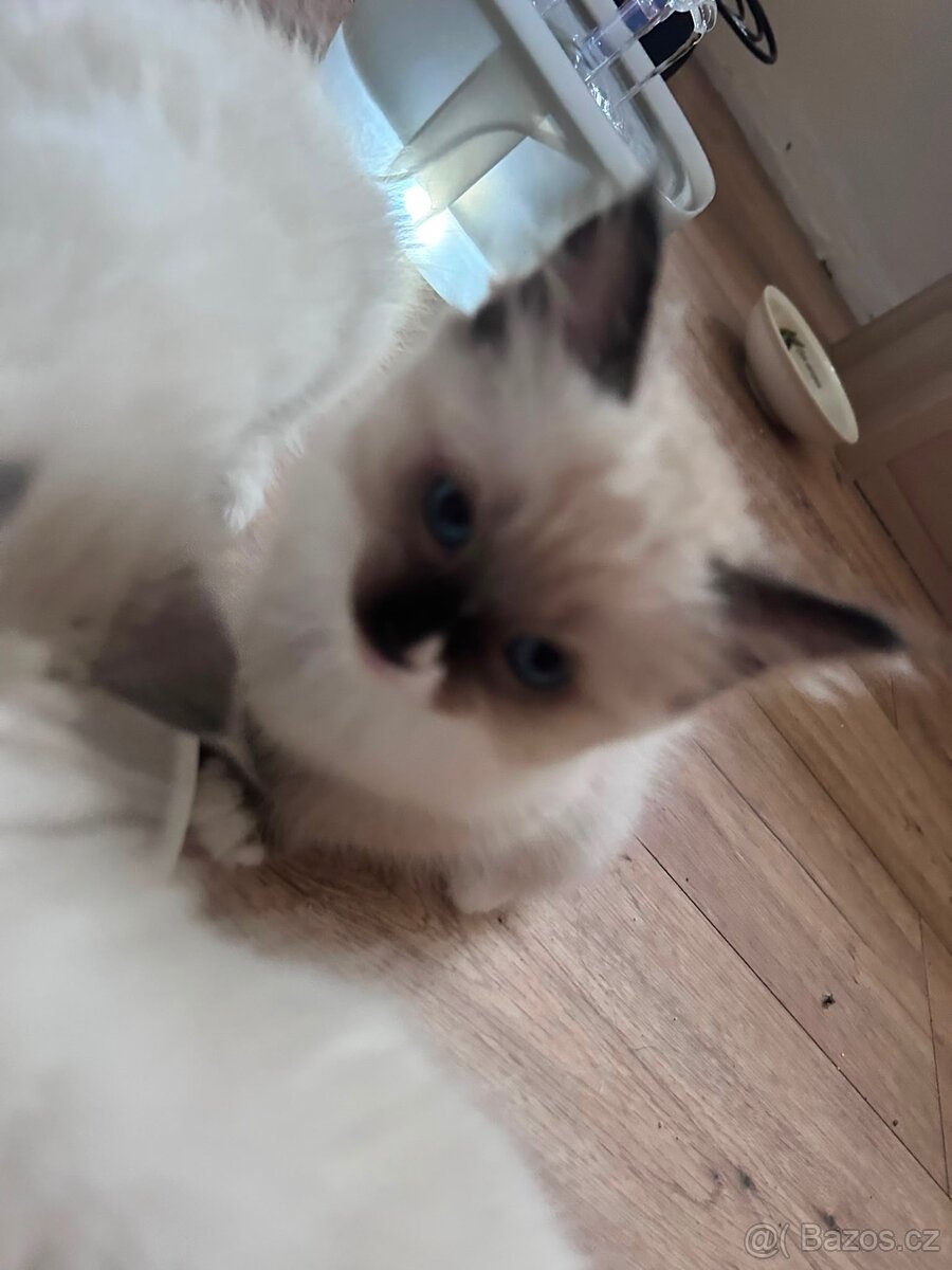 Ragdoll - 4