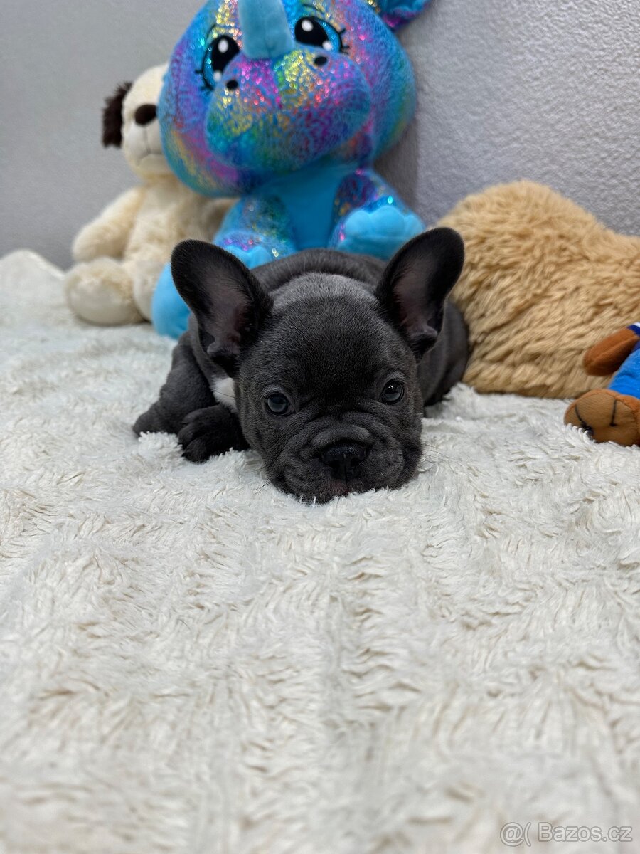Francouzský buldoček modry - 4