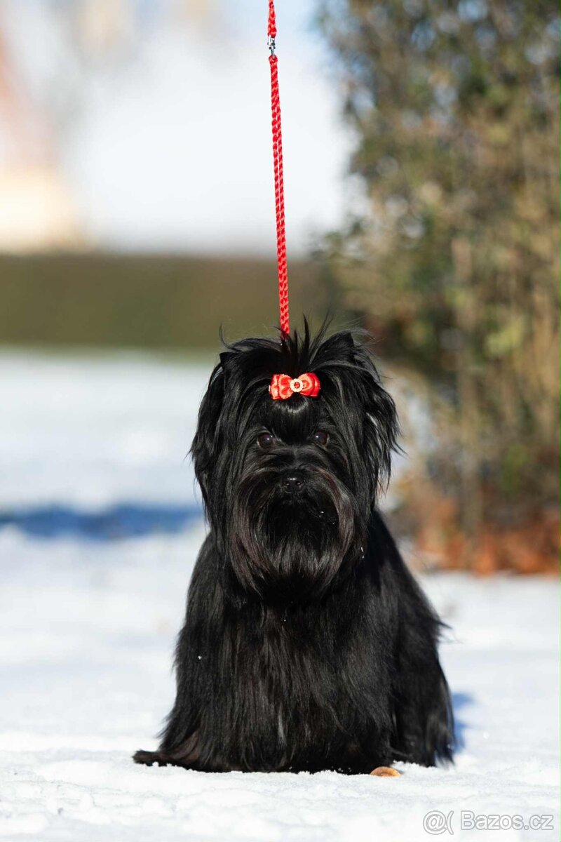 Jorkšírský teriér s PP - fena - 4